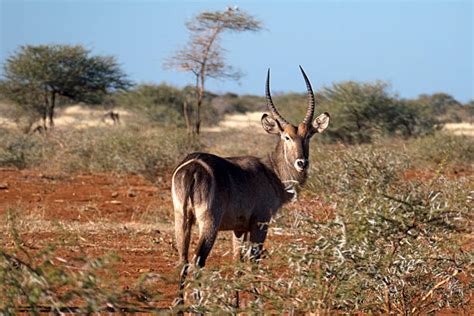 African Deer Species Pic Stock Photos, Pictures & Royalty-Free Images - iStock