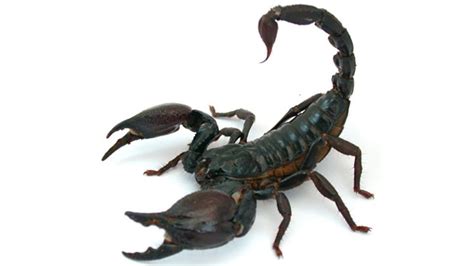 New Non-Lethal Method To Study Scorpion Venom | Technology Networks