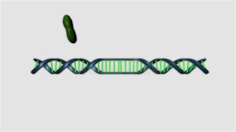 RESTRICTION ENZYMES stock video. Video of anatomy, diabetes - 49909349