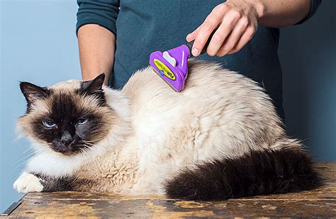 Furminator for Cats: The Best Way to Use It - Airvet