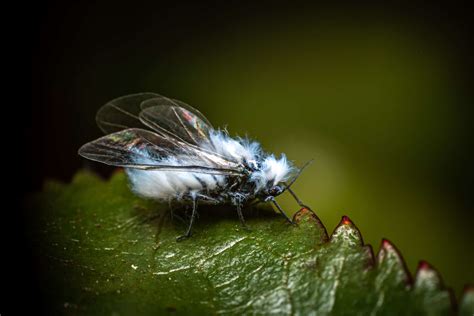 Woolly Aphids Insect Facts | Eriosoma lanigerum - AZ Animals