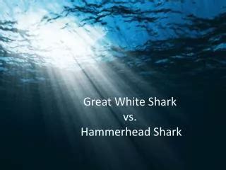 PPT - Shark Attacks PowerPoint Presentation, free download - ID:2504142