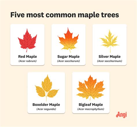 What Does A Maple Tree Look Like? The Types of Maple Trees