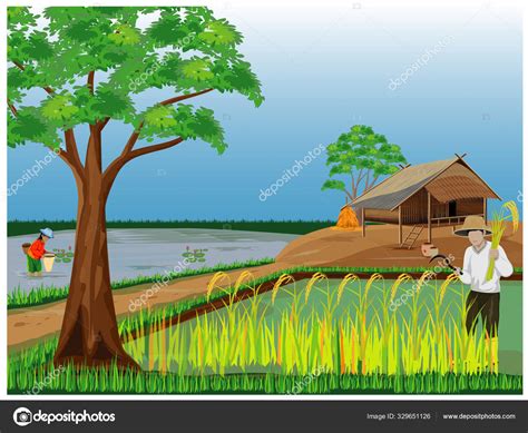 Farmer Harvesting Rice Plants Hook Field Stock Vector Image by ...