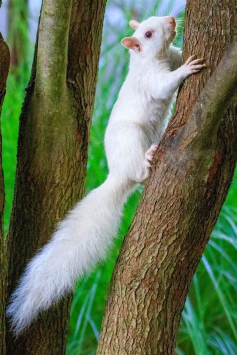 12 White and Albino Squirrel Spiritual Meanings (Seeing One)