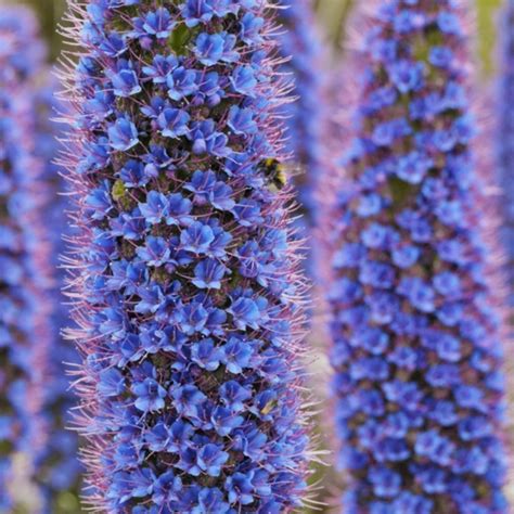 Pride Of Madeira Seeds (Echium Fastuosum) - Price €1.50