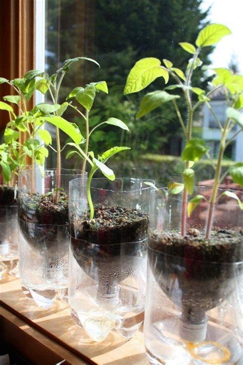 Suitable Plants For Bottle Garden In India | Fasci Garden