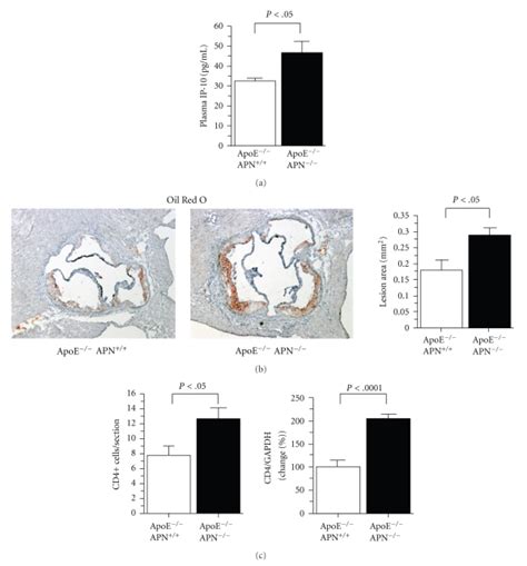 APN deficiency in apoE knockout mice. Compared with apoE single... | Download Scientific Diagram