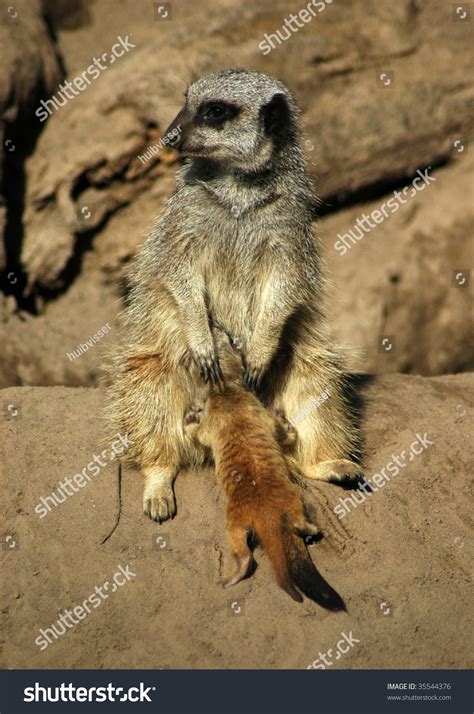 Mother Meerkat Feeding A Baby Meerkat. Stock Photo 35544376 : Shutterstock