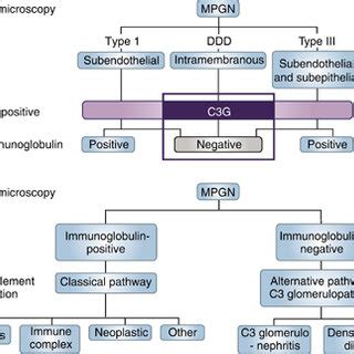 Membranoproliferative glomerulonephritis (MPGN) secondary to hepatitis ...