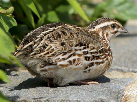 Japanese Quail - eBird