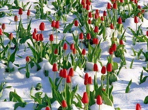 1024x768 Winter Tulips Flowers Snow Frost Seasons Ice Blooms Flower Hd ... | Flowers, Tulips ...