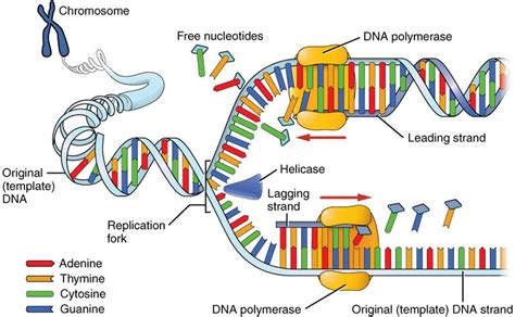 Difference Between DNA and RNA Synthesis | Compare the Difference Between Similar Terms