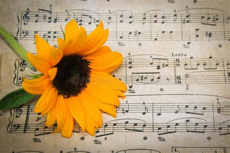 Stylized Sheet of Classical Music Holding a Yellow Sunflower with Dark ...