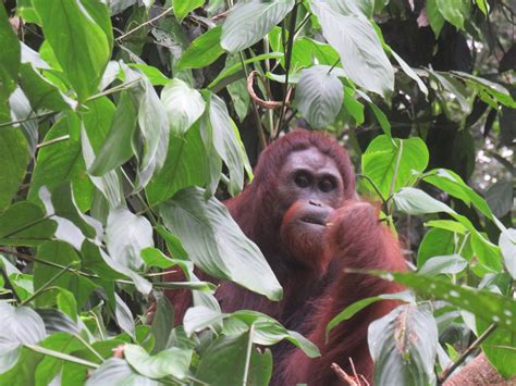 Forest Survival 101: Lessons from Orangutans - Orangutan Outreach