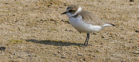 Kentish Plover | Bubo Birding