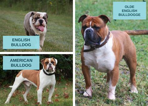 Olde English Bulldogge Information and Facts: Is This Dog Breed Right for You? - PetHelpful