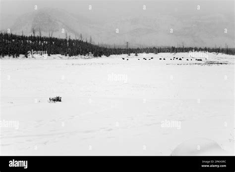 Bison wilderness Black and White Stock Photos & Images - Alamy