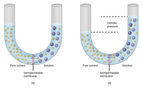 9.4 Properties of Solutions: Osmosis | The Basics of General, Organic, and Biological Chemistry