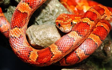 Our Beautiful World: Beautiful red snakes