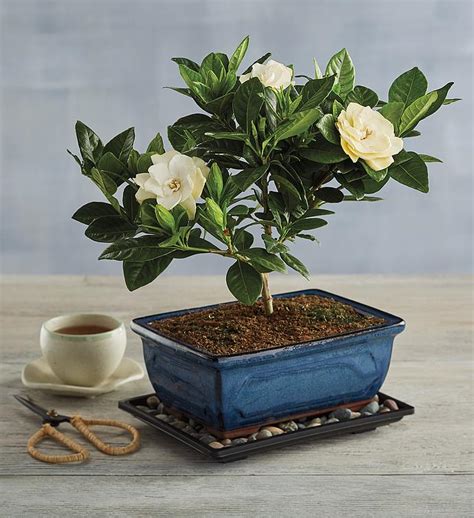 Gardenia Bonsai Tree Gift | Bonzai Trees for Sale | Harry & David