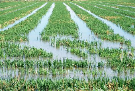 Rice Paddy Field Photograph by Cristina Pedrazzini/science Photo ...