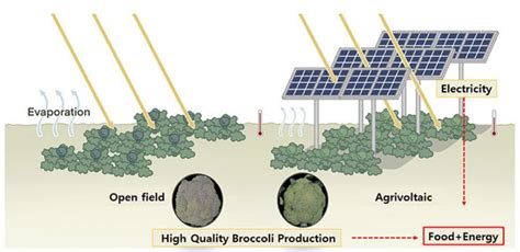 Agrivoltaics for broccoli, cabbage – pv magazine International | Arquitectura abstracta ...