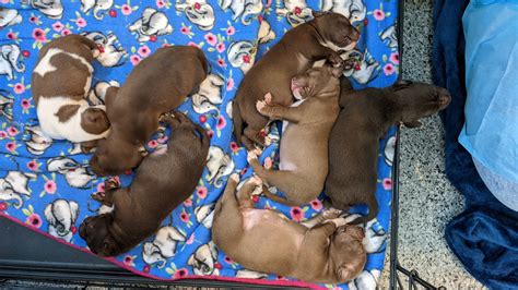 DC animal shelter offers $7,500 reward in theft of 6 puppies - WTOP News