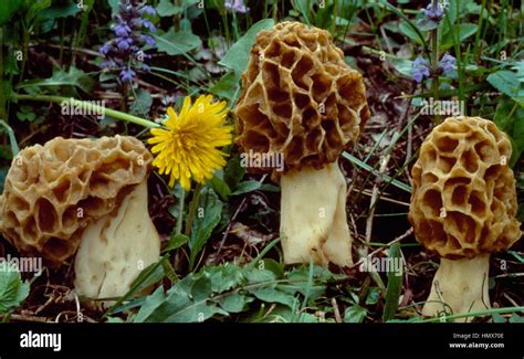 Examples of Morchella rotunda, Morchellaceae Stock Photo - Alamy