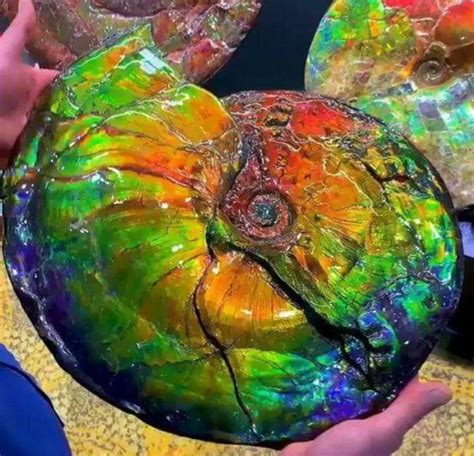 Opalized Ammonite fossil around 71 million yrs old. Found in southern ...