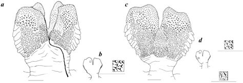 Figure 1 from Hemipeneal Morphology of Sri Lankan Dragon Lizards (Sauria: Agamidae) | Semantic ...