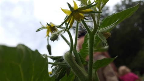 What You Need To Know About The Hair On Your Tomato Plant - You Should Grow