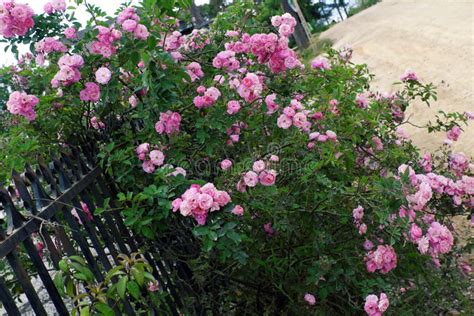 Climbing Roses Trellis, Beautiful Fence Front of House Stock Image - Image of fence, plant: 86151285