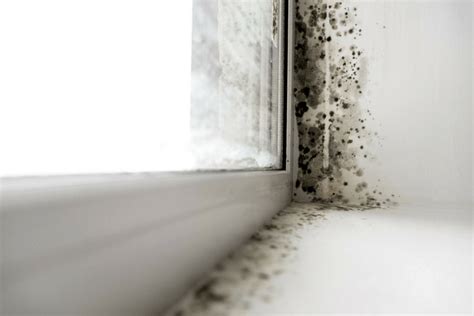 MOLD VS. MILDEW: WHAT’S THE DIFFERENCE? – Gold Eagle Company