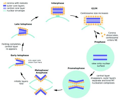 The Dictyostelium centrosome cycle. Nuclei and centrosomes are shown in ...