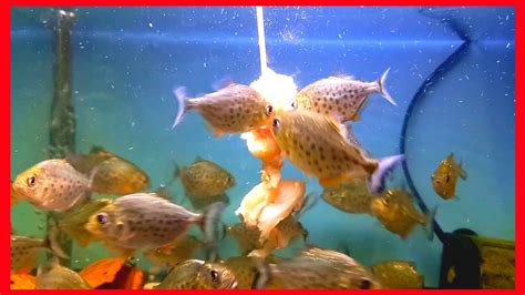 piranha fish tank | piranha fish eating meat - YouTube