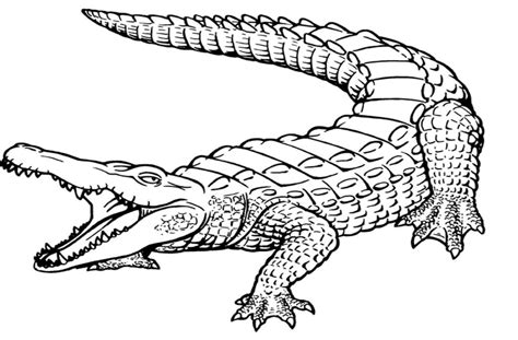 Baby Crocodile Coloring Pages at GetColorings.com | Free printable colorings pages to print and ...