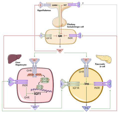 Cells | Free Full-Text | Towards Understanding the Direct and Indirect ...