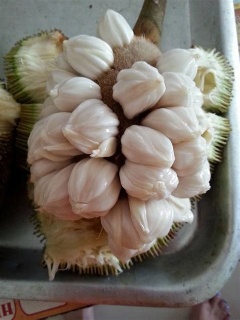 The inside of a Tarap Fruit, sweet and juicy | Weird fruit, Fruit plants, Tropical fruits