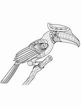 Hornbill coloring Page sketch template