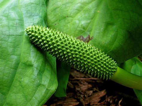 spiky green | The spadix, or inflorescence (cluster of flowe… | Flickr