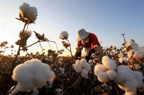 Cotton Farmers Not Changing Plans Despite Farm Bill Uncertainty ...