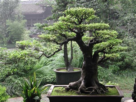 bonsai trees