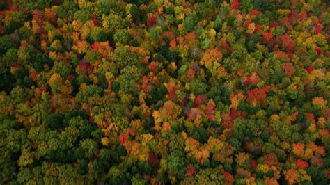 5.5K stock footage aerial video of a bird's eye view flying over forest ...