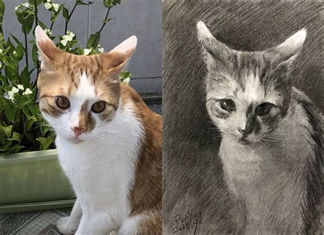 (Charcoal drawing) A Cat – ARTALEX