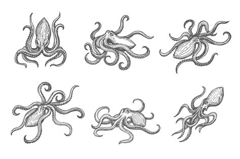 Hand drawn isolated octopus sketch, sea kraken 23541636 Vector Art at ...