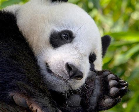 Panda Cam Archive | San Diego Zoo