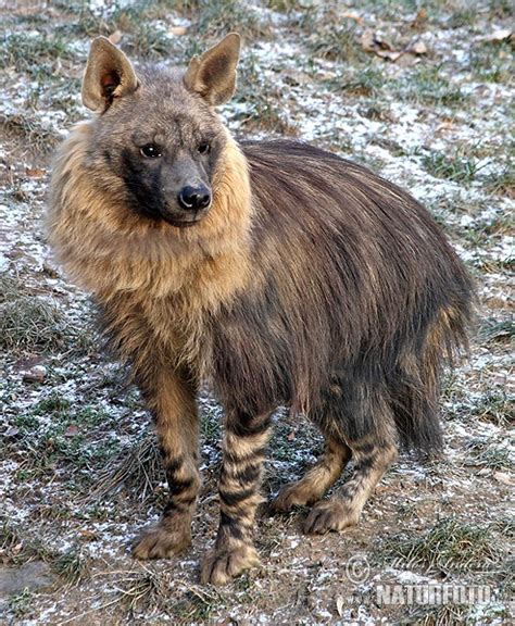 Brown Hyena Photos, Brown Hyena Images, Nature Wildlife Pictures ...