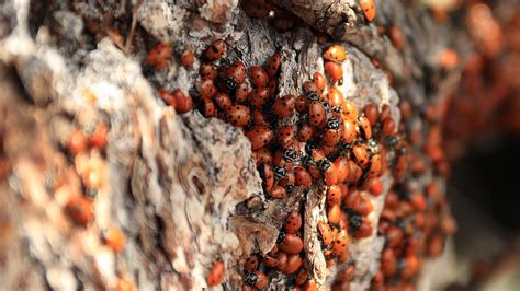 How to Get Rid of Ladybugs - Asian Lady Beetle Infestation