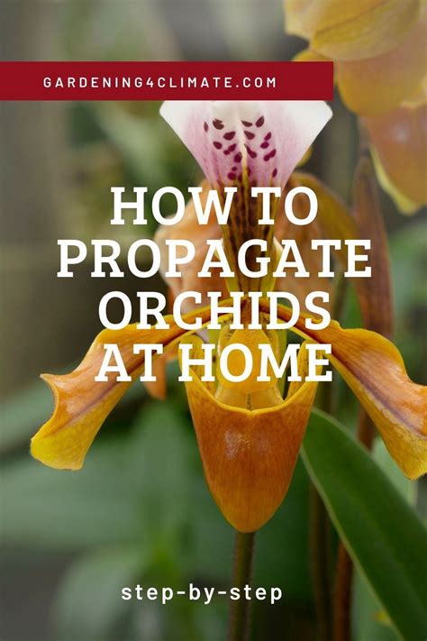 Orchid Propagation And Raising Orchids | Orchid propagation, Lily of the valley flowers, Orchids